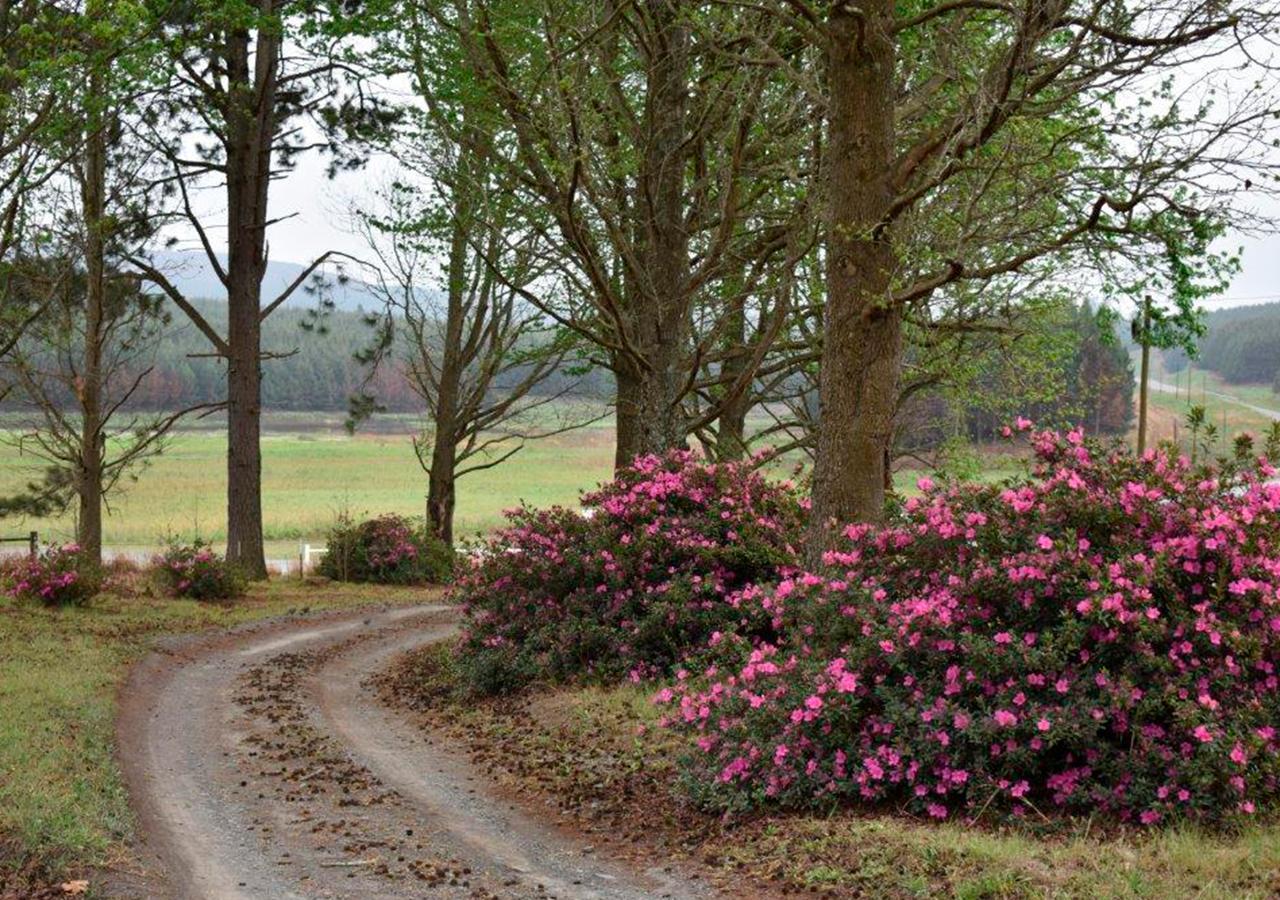 Amber Avenue Guesthouse Howick Eksteriør billede